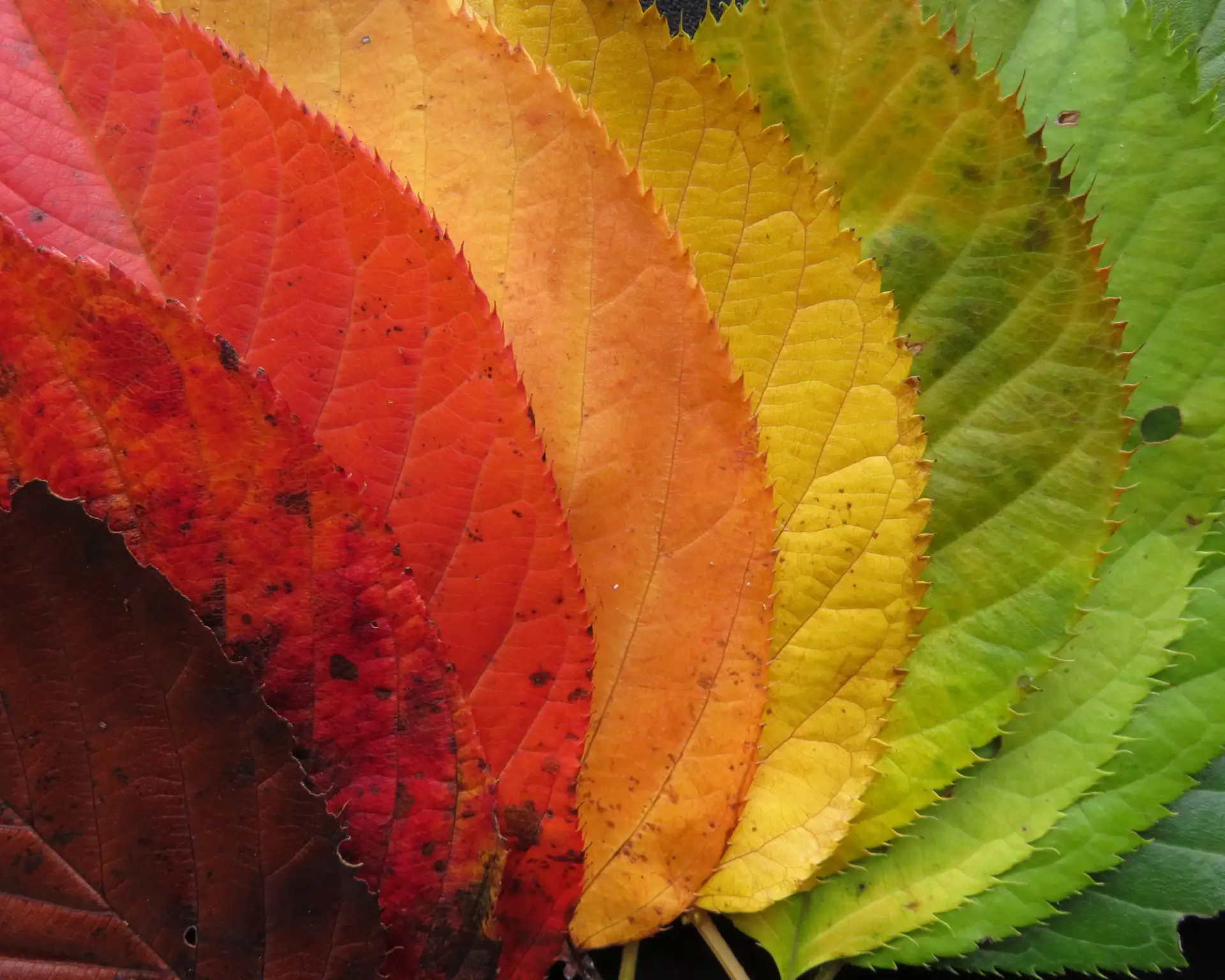 Pigments naturels d'automne